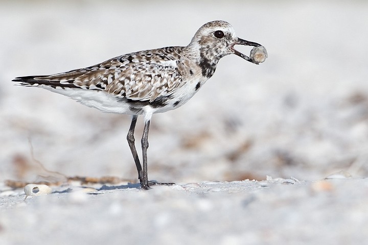 Kiebitzregenpfeifer Pluvialis squatarola Grey Plover 